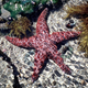 Illustration for article titled Sea Star Facts